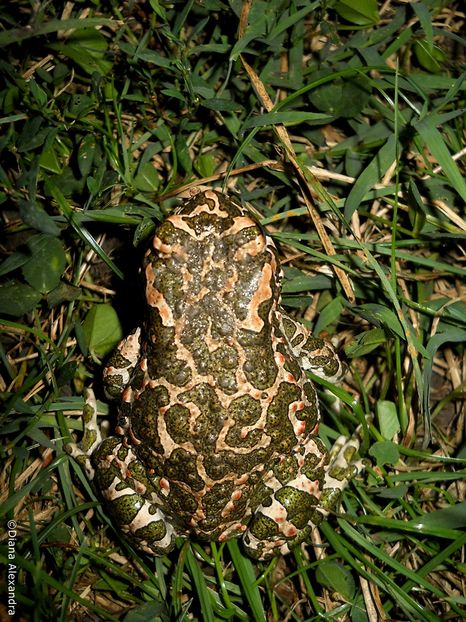 Bufo viridis - Fel de viata in tablou de timp