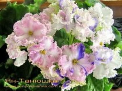 ian taniuska - frunze violete 3 lei