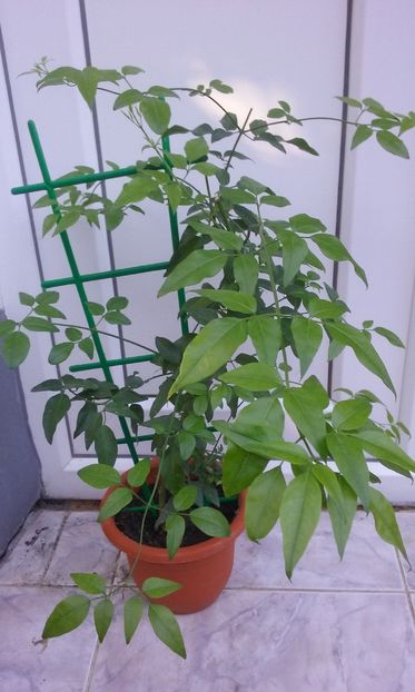 Azoricum A - Flori 2016- 02