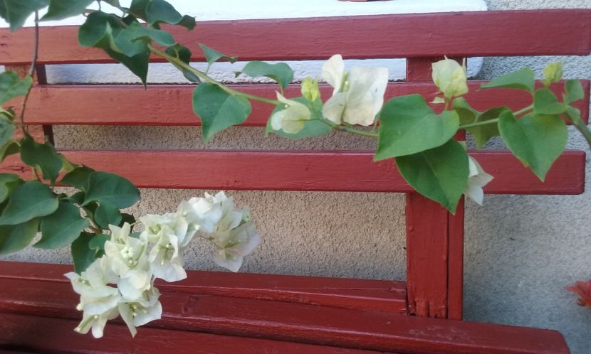  - Flori 2016- 02