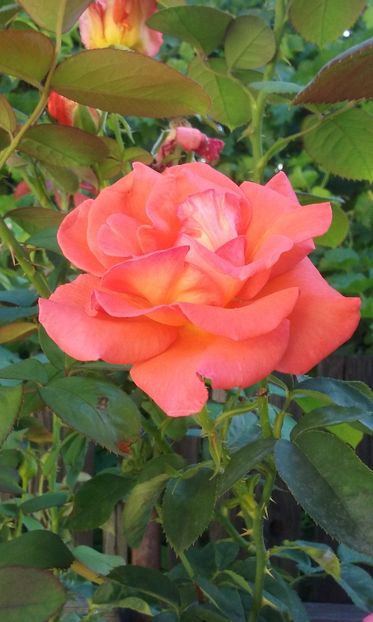  - Flori 2016- 02