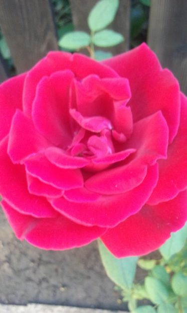  - Flori 2016- 02