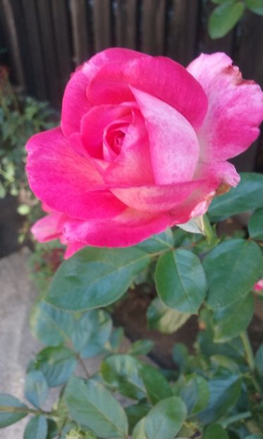  - Flori 2016- 02