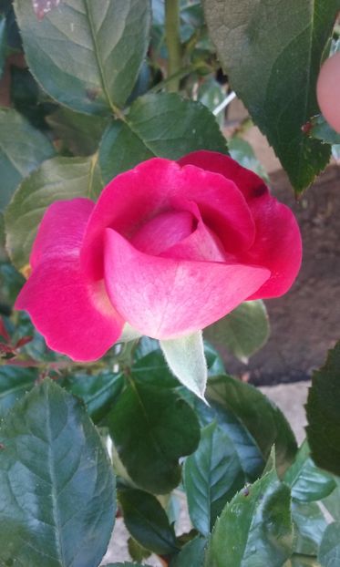  - Flori 2016- 02