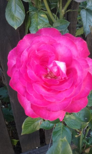  - Flori 2016- 02