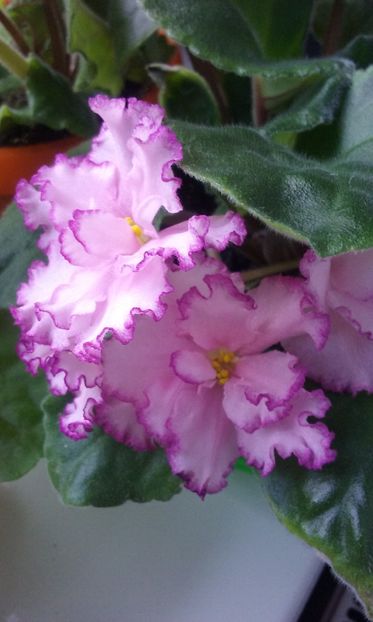  - Violete de Parma