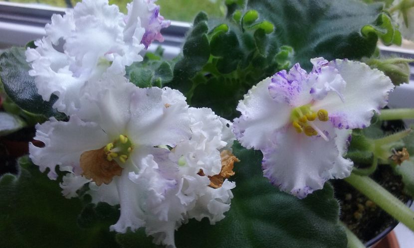  - Violete de Parma