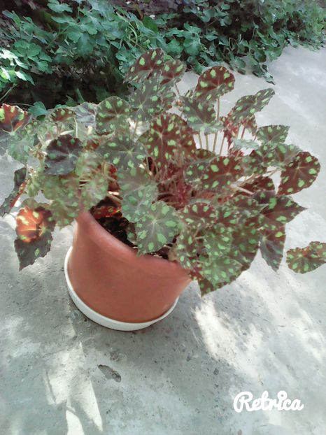  - Begonia Tigrata