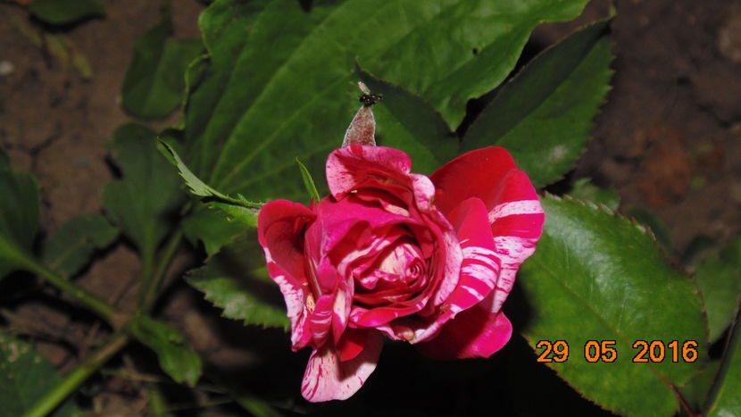  - Trandafiri2016