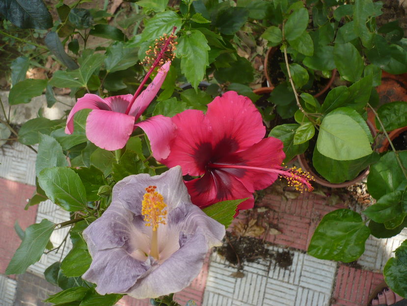 P1290495