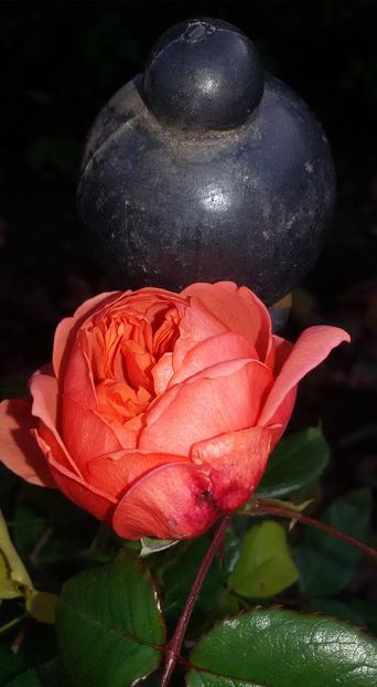 12187774_1095106937196306_3670270808969082959_n