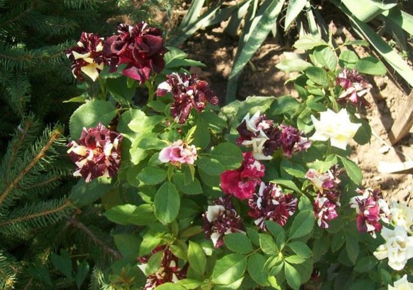 1546264_725237880849882_180711613_n