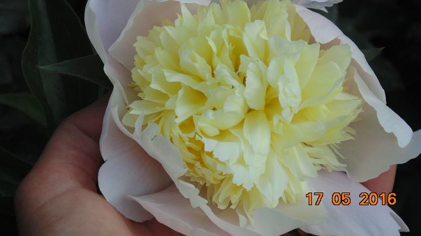 13230099_1030298027049675_7575497870313963899_n