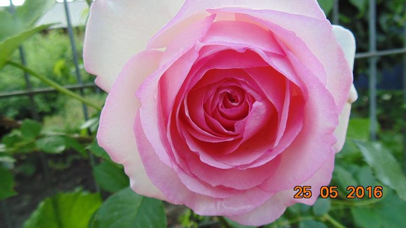 13239114_1036506676428810_3110213612512555878_n