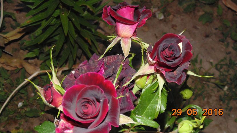 13254800_1039715839441227_1525000115890200754_o