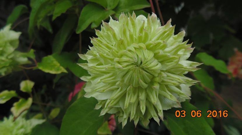 13307223_1042764719136339_2373127910190479452_n