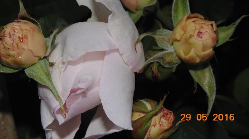 13330971_1039715689441242_5886884144572092053_n