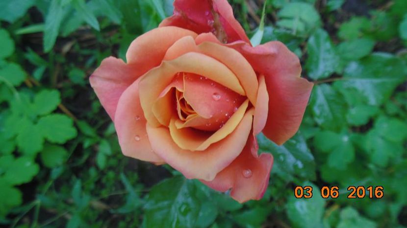 13336140_1042764469136364_4021098263367970584_n