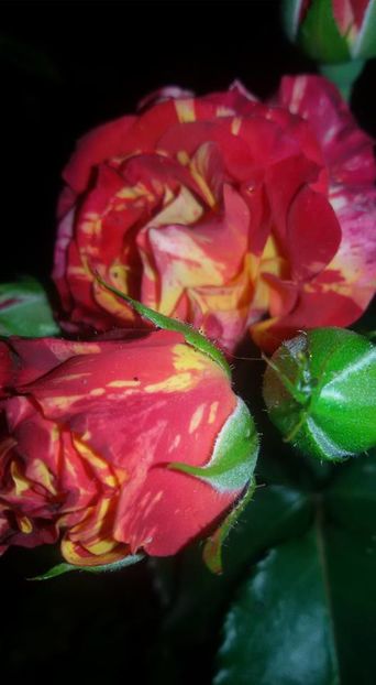 13406825_1248369461870052_1180490726385718931_n