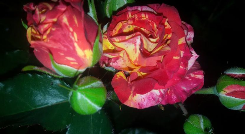 13406885_1248369501870048_2141030988100718348_n