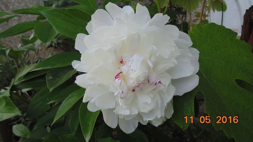 13418826_1255322584508073_7555167079824701187_n