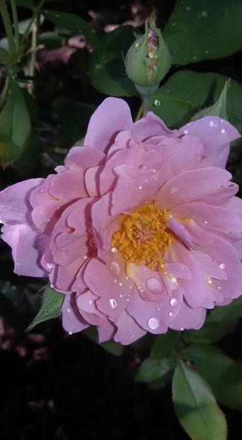 13645215_1276601969046801_4224613942523991410_n