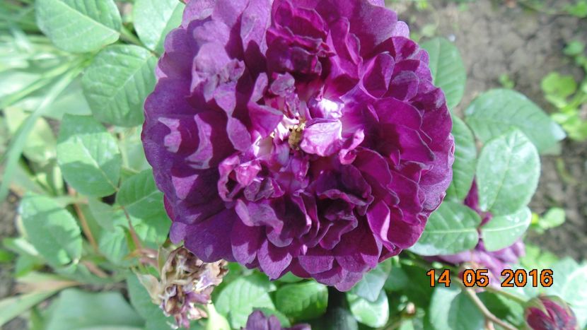 13064649_1028522473893897_2961083086487794652_o - Trandafiri2016