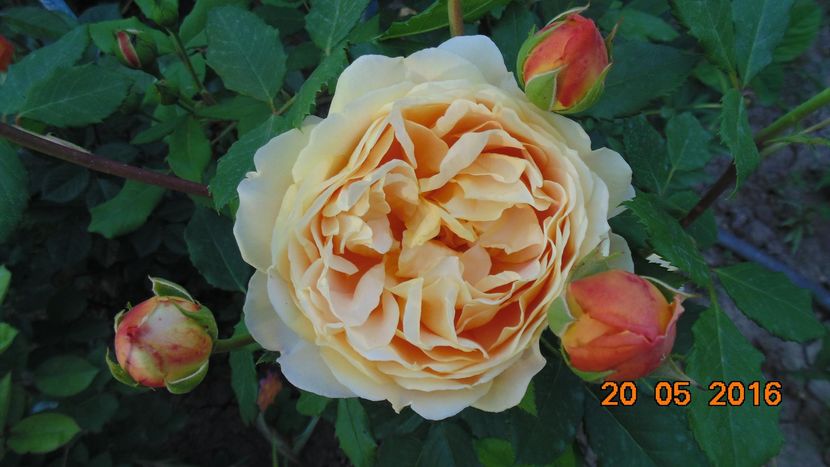 13220716_1033215340091277_7851244356067554957_o - Trandafiri2016