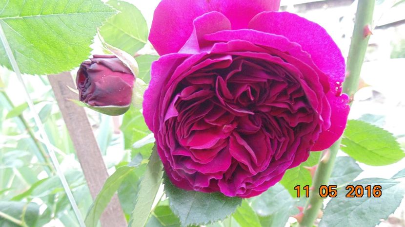 13221128_1026591970753614_5808122645879428771_o