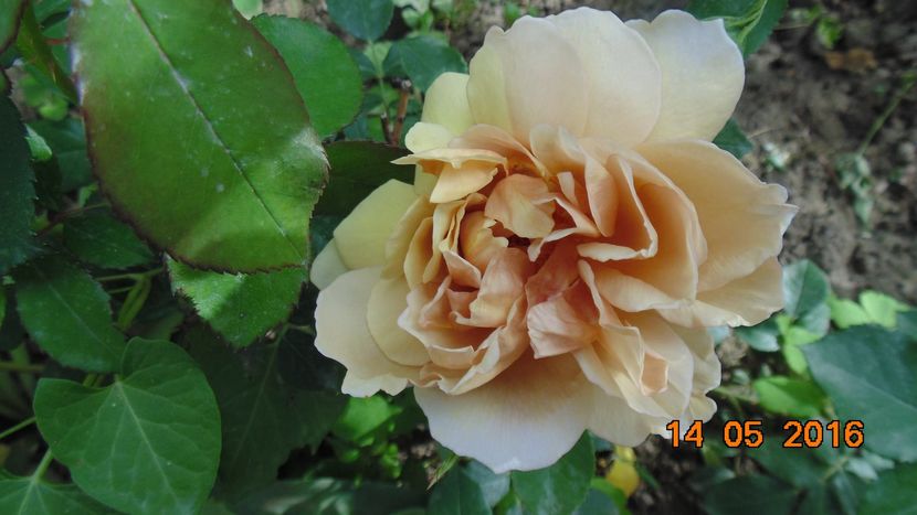 13227683_1028522470560564_5692640364218928623_o - Trandafiri2016