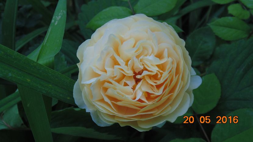 13227705_1033215850091226_3076625029784557337_o - Trandafiri2016