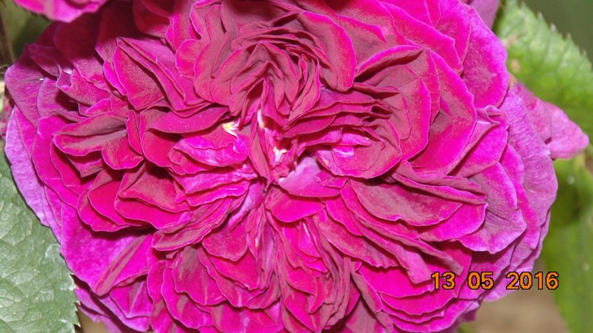 13227710_1027918737287604_3327673331583171549_o - Trandafiri2016