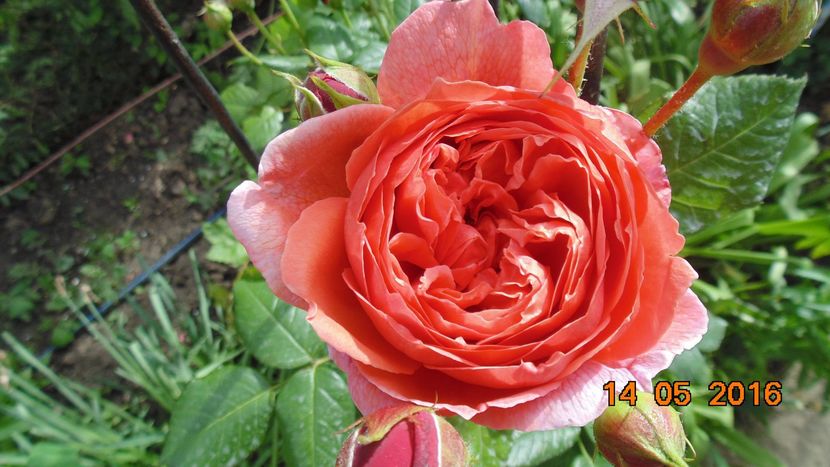 13244030_1028522360560575_4106620685103743773_o - Trandafiri2016