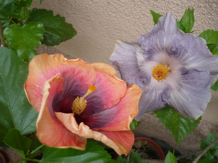 P1290528