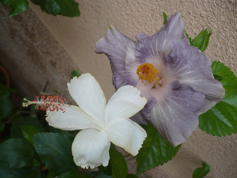 P1290548