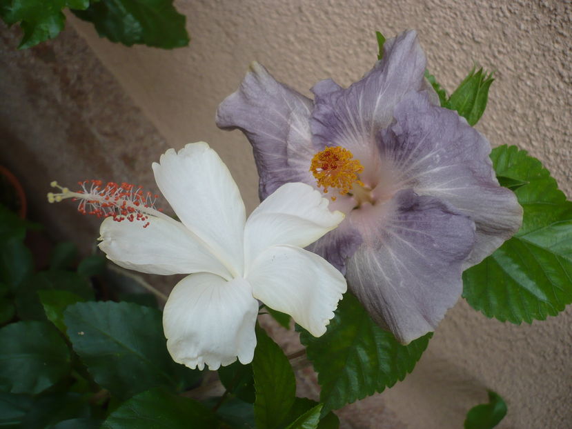 P1290549