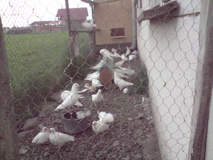 P160509_18.45 - porumbeii