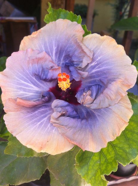 tahitian moody blue - hibiscus