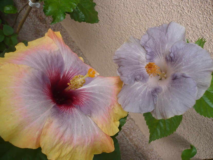 P1290554