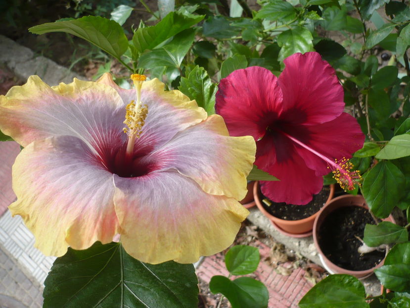 P1290559 - HIBISCUSI 2016-6