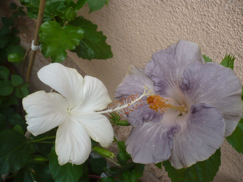 P1290561 - HIBISCUSI 2016-6