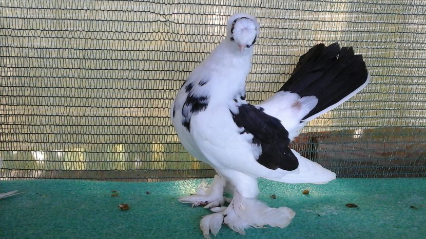 M 7497; 2016; vandut
