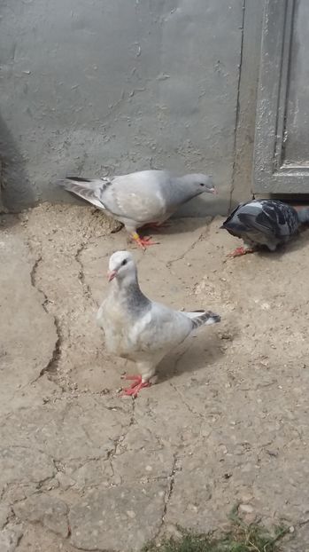  - 1 AAB PORUMBEI STANDARD 2016