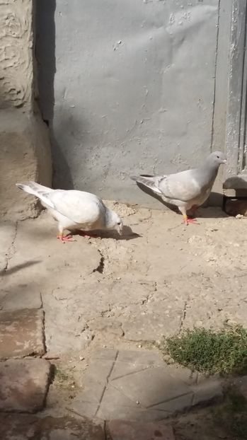  - 1 AAB PORUMBEI STANDARD 2016