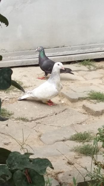  - 1 AAB PORUMBEI STANDARD 2016