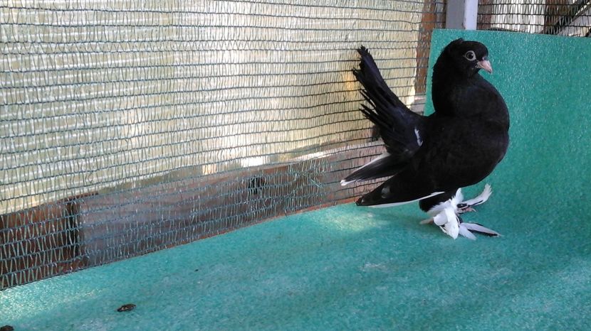  - Rostow baltat cu mot