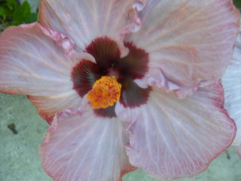  - hibiscusi 2016-5