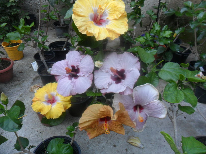  - hibiscusi 2016-5