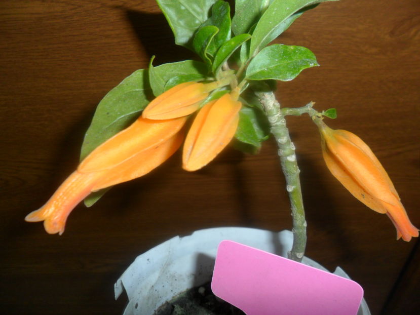 juanolloa - hibiscusi 2016-5