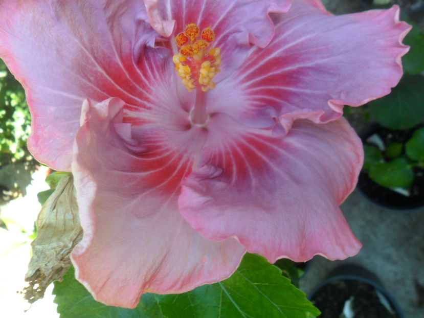  - tahitian raspberry star